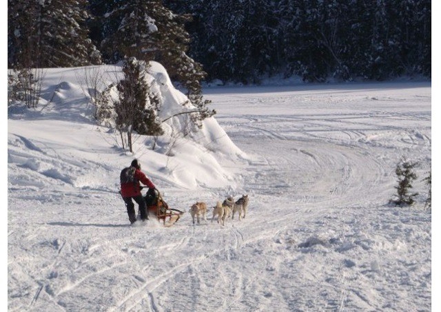 canadian bachelor parties guide dog sledding